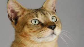 Vizuální kontakt: co dělá pozici žáka u koček